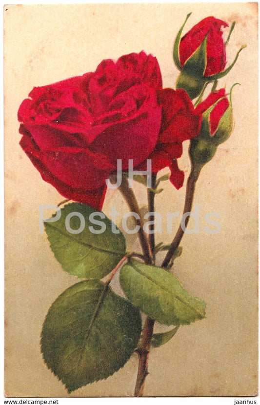 red roses - flowers - Paul Bender - No 7 - old postcard - 1929 - Switzerland - used - JH Postcards