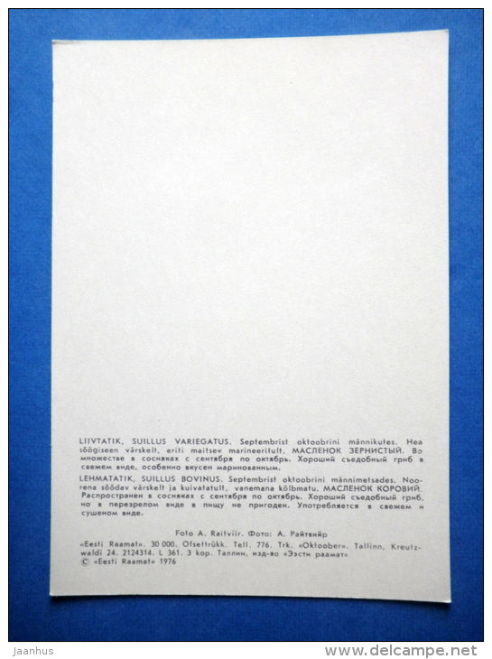 Velvet Bolete - Suillus variegatus - Jersey Cow Mushroom - Suillus bovinus - mushrooms - 1976 - Estonia USSR - unused - JH Postcards
