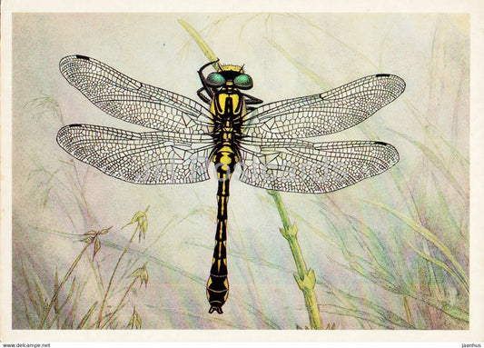 Gomphus vulgatissimus - The Common clubtail - dragonfly - Insects - illustration - 1987 - Russia USSR - unused - JH Postcards