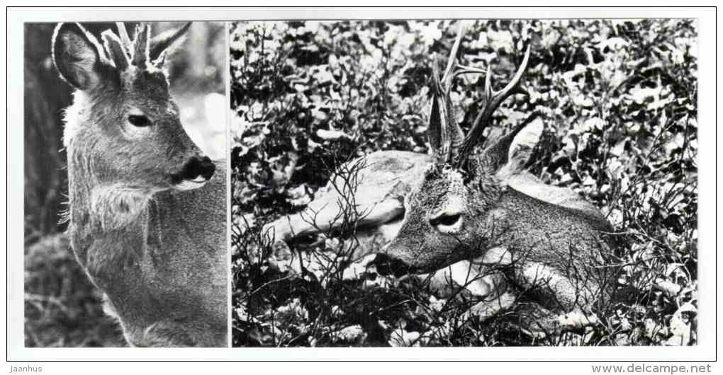 Roe Deer - Capreolus capreolus - Belovezhskaya Pushcha National Park - 1978 - Russia USSR - unused - JH Postcards