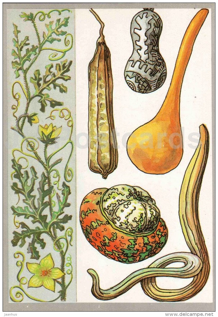 melon - pumpkin - luffa - The Largest fruits - Amazing Plants - 1989 - Russia USSR - unused - JH Postcards