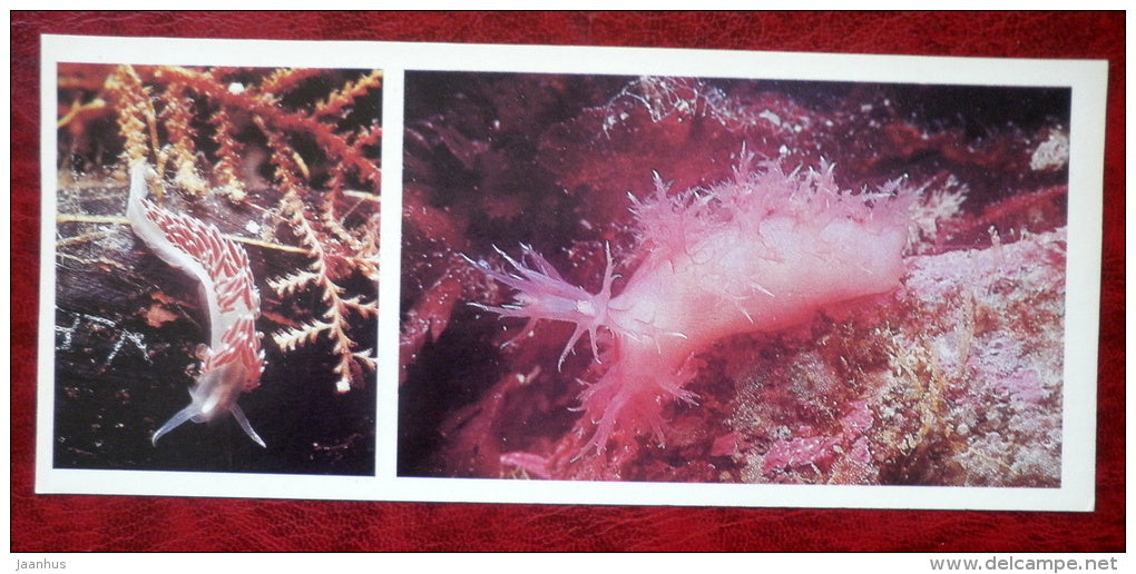 Coryphella rufibranchialis - dendronotus arborescens - mollusc - 1980 - Russia USSR - unused - JH Postcards