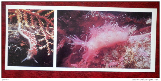Coryphella rufibranchialis - dendronotus arborescens - mollusc - 1980 - Russia USSR - unused - JH Postcards