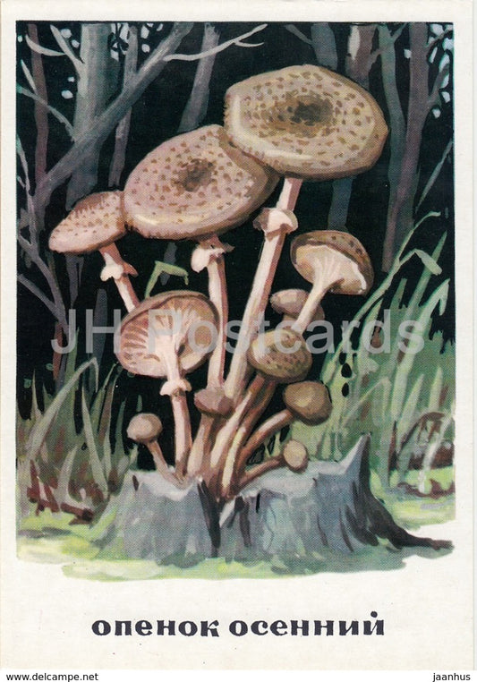 Honey fungus - Armillaria mellea - mushrooms - illustration - 1971 - Russia USSR - unused - JH Postcards
