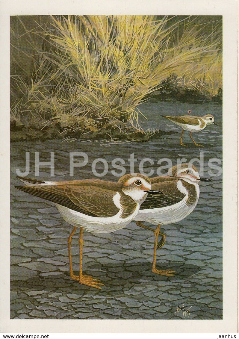 Kentish plover - Charadrius alexandrinus - birds - 1987 - Russia USSR - unused