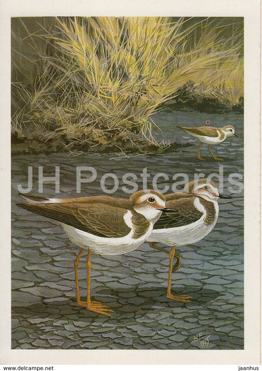 Kentish plover - Charadrius alexandrinus - birds - 1987 - Russia USSR - unused