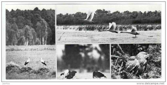 White Stork - Swan - Blackcock - Buzzard - birds - Belovezhskaya Pushcha National Park - 1978 - Russia USSR - unused - JH Postcards