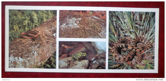 Kedrovaya Pad Nature Reserve - reptiles , adder , Asian keelback - 1984 - Russia USSR - unused - JH Postcards