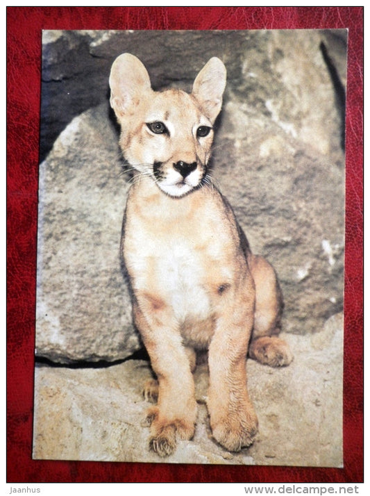 Cougar - Mountain Lion - Puma - animals - 1989 - Russia - USSR - unused - JH Postcards