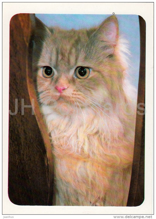 Persian Red Cat - 1 - cats - Russia USSR - 1989 - unused - JH Postcards