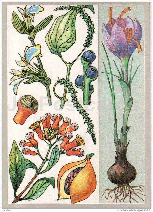 saffron - nutmeg - clove - black pepper - cardamom - Spice Plants - Amazing Plants - 1989 - Russia USSR - unused - JH Postcards
