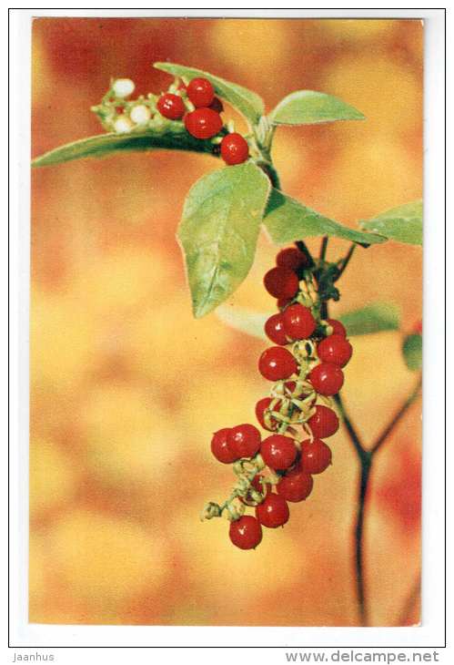 Coral Berry - Rivina humilis - Decorative House Plants - flowers - 1974 - Russia USSR - unused - JH Postcards