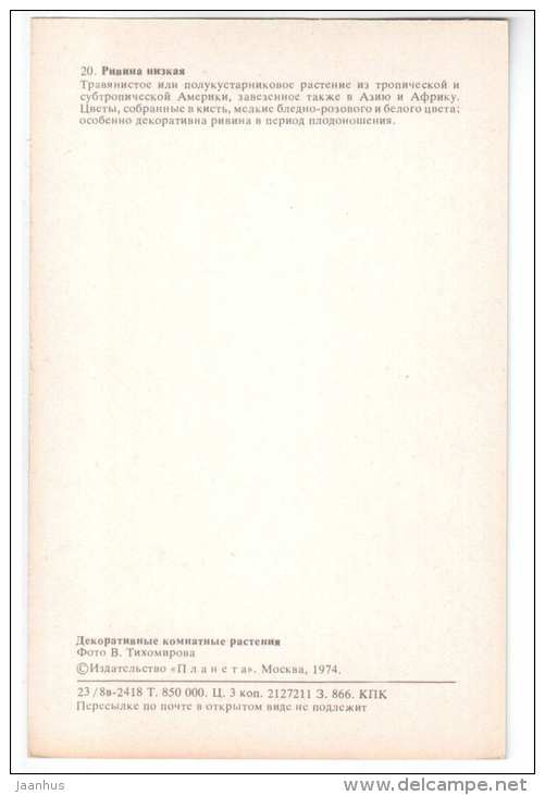 Coral Berry - Rivina humilis - Decorative House Plants - flowers - 1974 - Russia USSR - unused - JH Postcards