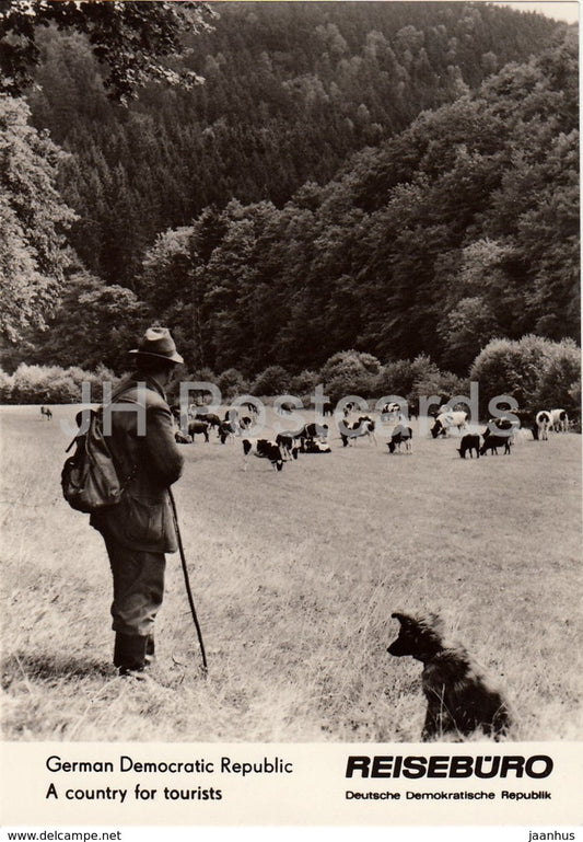 Harz im Bodetal - Harz in Bode valley - dog - cows - REISEBÜRO - 1964 - DDR - Germany - unused - JH Postcards