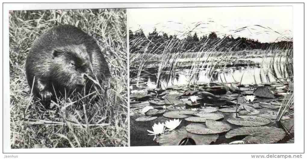 Beaver - Water Lily - Belovezhskaya Pushcha National Park - 1978 - Russia USSR - unused - JH Postcards