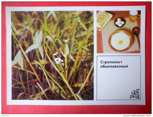 Arrowhead  , Sagittaria sagittifolia - arrowhead porridge - Dishes of Wild Herbs - 1985 - Russia USSR - unused - JH Postcards