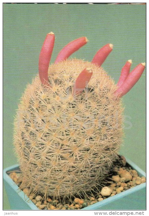 Mammillaria magallanii - cactus - plants - 1990 - Russia USSR - unused - JH Postcards