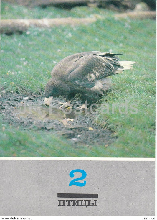 White-tailed eagle - Haliaeetus albicilla - birds - animals - 1989 - Russia USSR - unused - JH Postcards