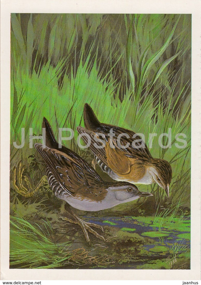 Baillon's crake - Porzana pusilla - birds - 1987 - Russia USSR - unused