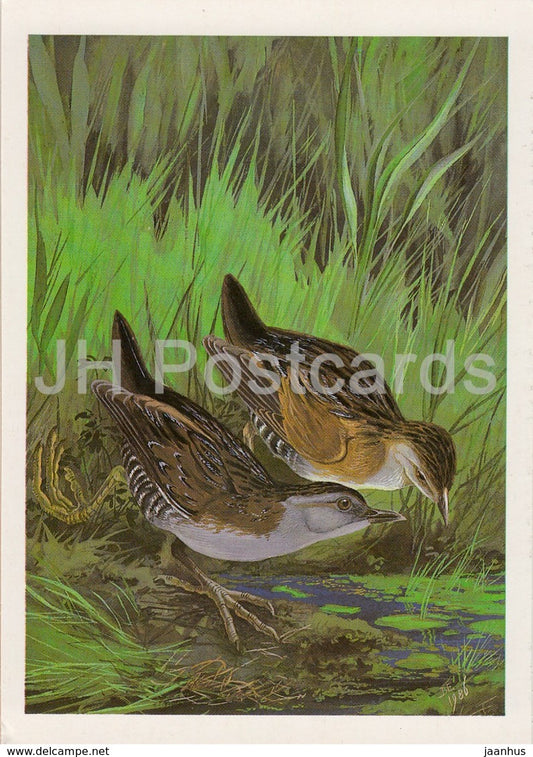 Baillon's crake - Porzana pusilla - birds - 1987 - Russia USSR - unused