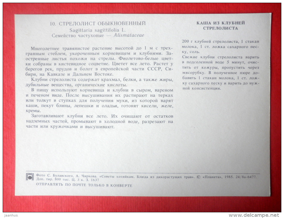 Arrowhead  , Sagittaria sagittifolia - arrowhead porridge - Dishes of Wild Herbs - 1985 - Russia USSR - unused - JH Postcards