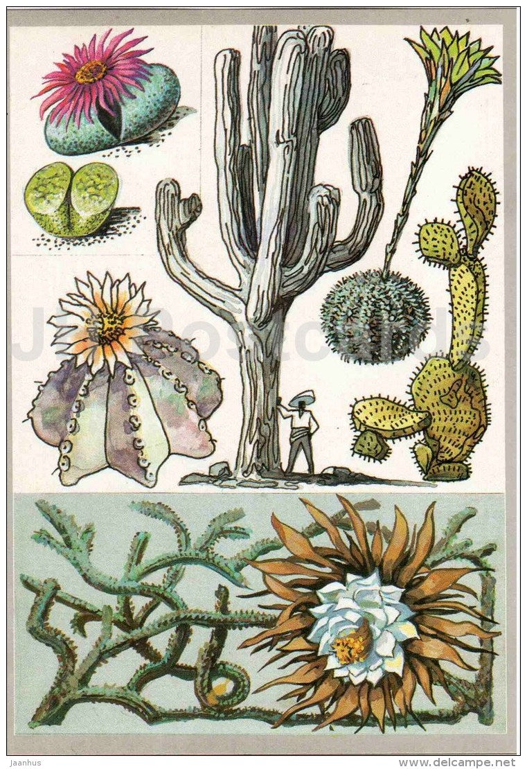 Impatiens noli-tangere - squirting cucumber - tumbleweed - Caring Plants - Amazing Plants - 1989 - Russia USSR - unused - JH Postcards