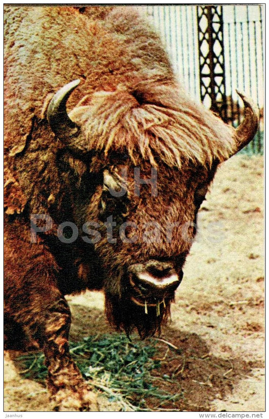 European bison - Bison bonasus - Moscow Zoo - 1969 - Russia USSR - unused - JH Postcards