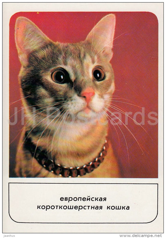 European shorthair Red Cat - cats - Russia USSR - 1989 - unused - JH Postcards
