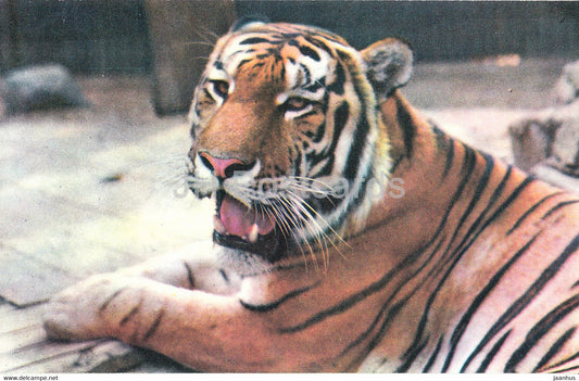 Siberian Tiger - Panthera tigris altaica - Moscow Zoo - animals - 1973 - Mexico - unused - JH Postcards
