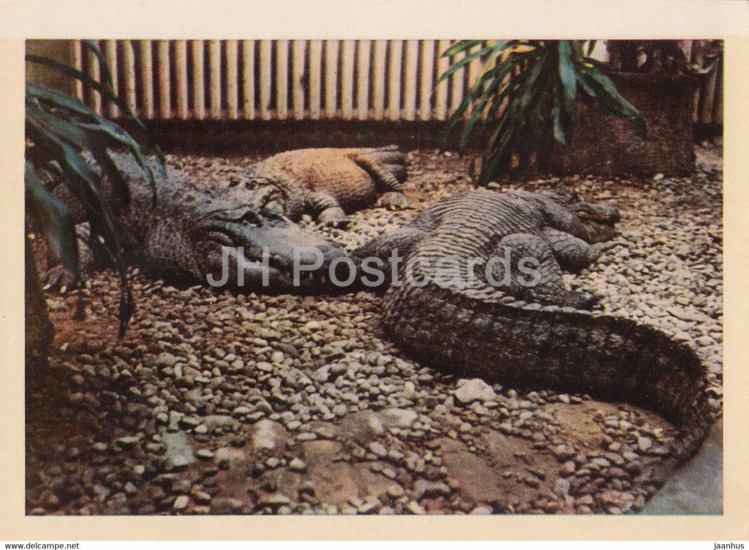 Riga Zoo - American alligator - Alligator mississippiensis - Latvia USSR - unused - JH Postcards