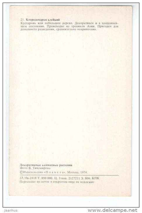 Clerodendrum viscosum - Decorative House Plants - flowers - 1974 - Russia USSR - unused - JH Postcards