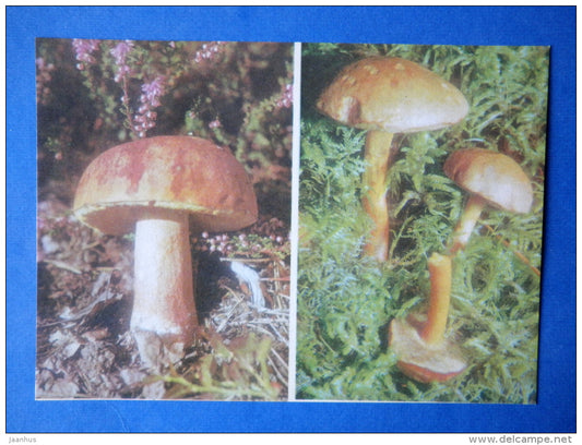 Suillus piperatus - Bolete - Boletus pinicola - mushrooms - 1976 - Estonia USSR - unused - JH Postcards