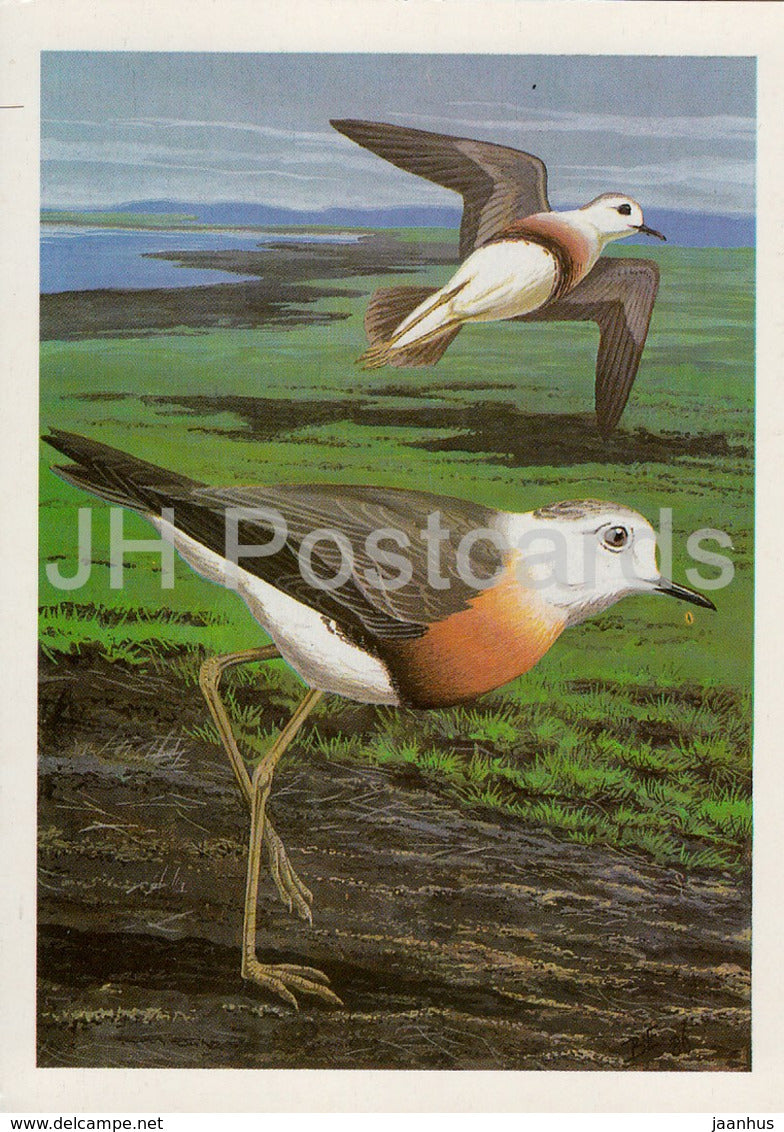 Oriental plover - Charadrius veredus - birds - 1987 - Russia USSR - unused