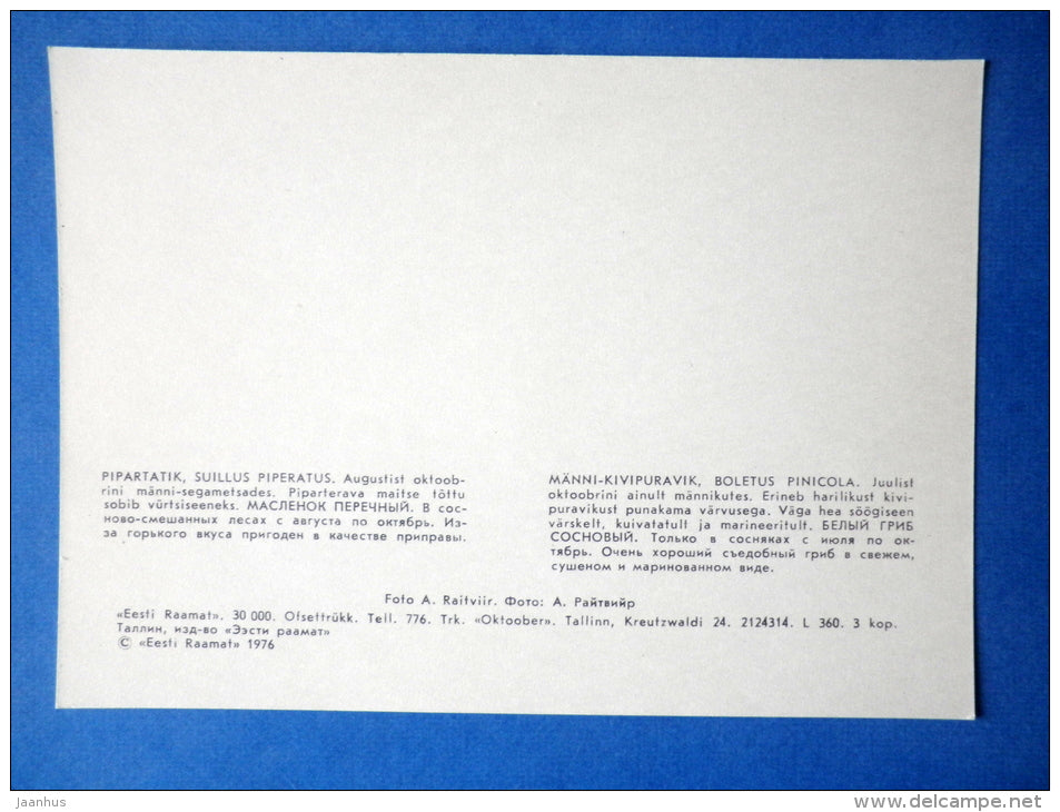 Suillus piperatus - Bolete - Boletus pinicola - mushrooms - 1976 - Estonia USSR - unused - JH Postcards