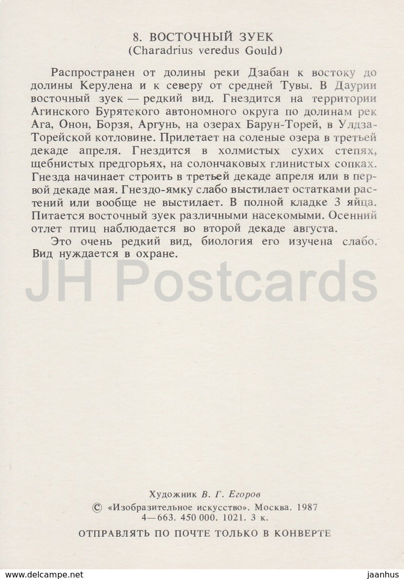 Orientalischer Regenpfeifer - Charadrius veredus - Vögel - 1987 - Russland UdSSR - unbenutzt