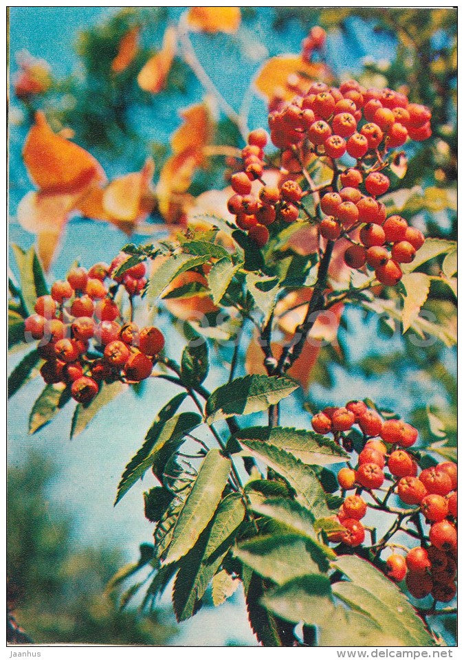 Rowan - Sorbus aucuparia - Medicinal Plants - Herbs - 1980 - Russia USSR - unused - JH Postcards