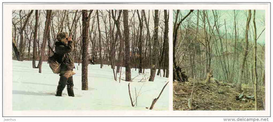 Oak Forest - Roe Deer - Sikhote-Alin Nature Reserve - 1987 - Russia USSR - unused - JH Postcards