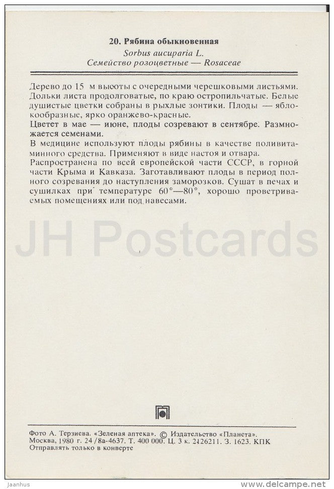 Rowan - Sorbus aucuparia - Medicinal Plants - Herbs - 1980 - Russia USSR - unused - JH Postcards
