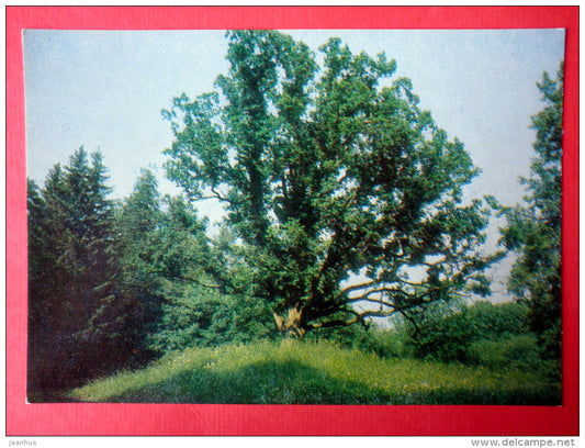 The Lonley Oak - The Pushkin State Museum-Preserve - 1982 - Russia USSR - unused - JH Postcards