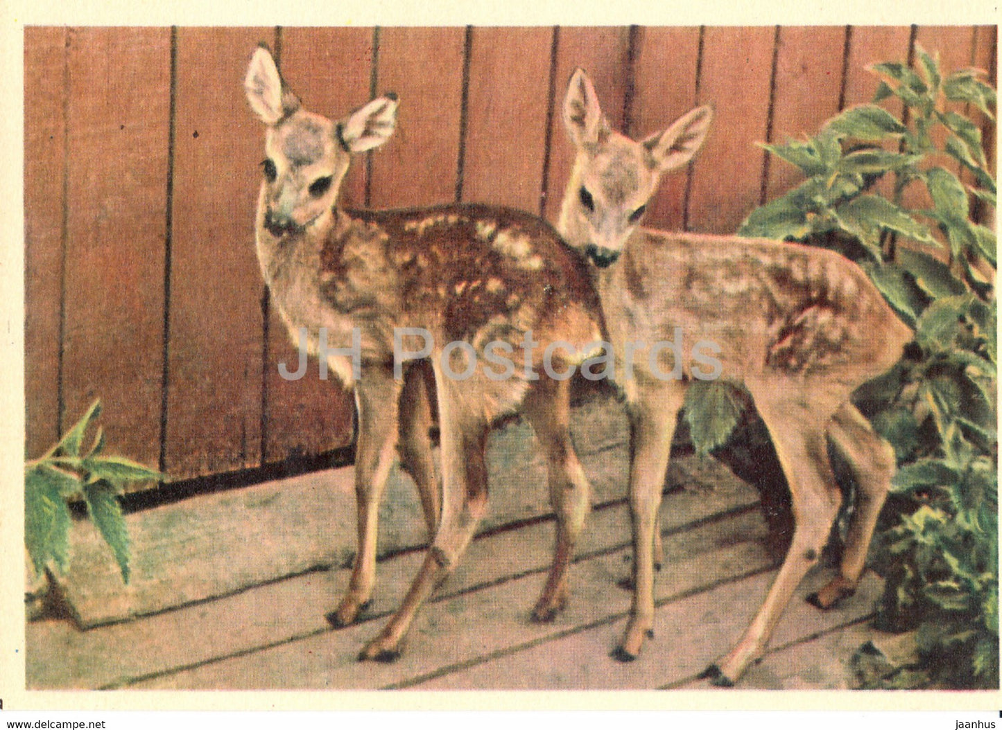 Deer - Moscow Zoo - 1963 - Russia USSR - unused - JH Postcards