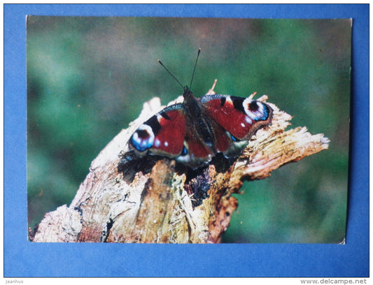Peacock butterfly - Nymphalis io - butterfly - insects - 1980 - Russia USSR - unused - JH Postcards