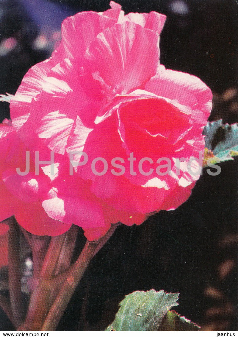 Red flowers - plants - Bulgaria - unused - JH Postcards