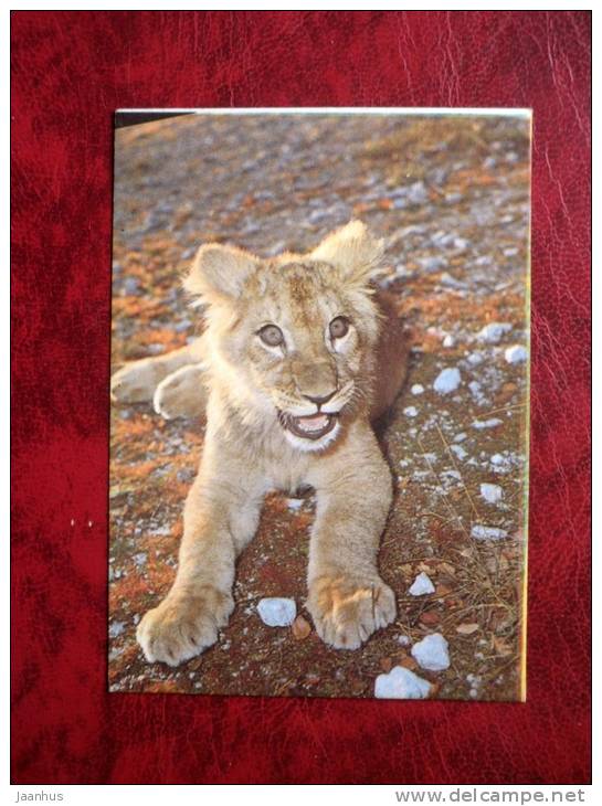 Lion - Tallinn Zoo - mini card - 1989 - Estonia - USSR - unused - JH Postcards
