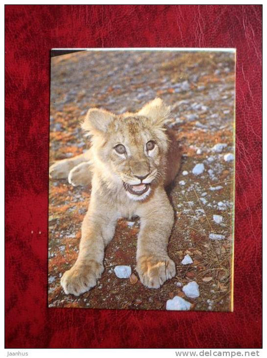 Lion - Tallinn Zoo - mini card - 1989 - Estonia - USSR - unused - JH Postcards