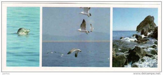 Oak Forest - Sea of Japan - gulls - birds - Sikhote-Alin Nature Reserve - 1987 - Russia USSR - unused - JH Postcards