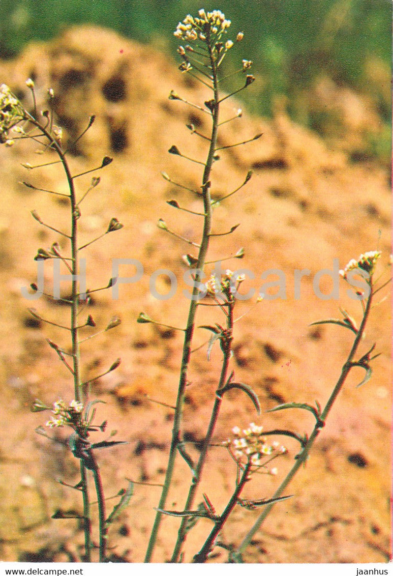 Shepherd's Purse - Capsella bursa-pastoris - Medicinal Plants - 1980 - Russia USSR - unused - JH Postcards