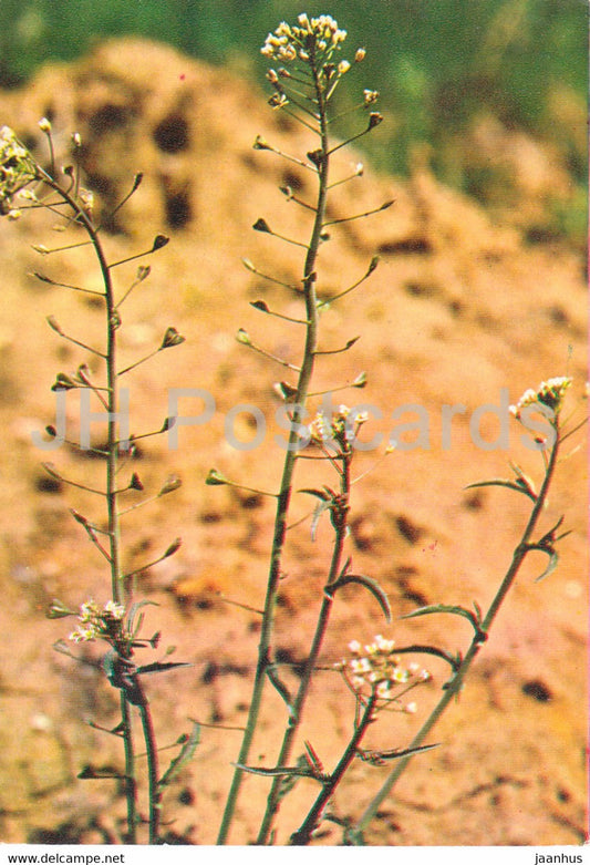 Shepherd's Purse - Capsella bursa-pastoris - Medicinal Plants - 1980 - Russia USSR - unused - JH Postcards