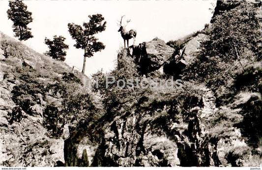 Hirschprung im Hollental - old postcard - Germany - unused - JH Postcards