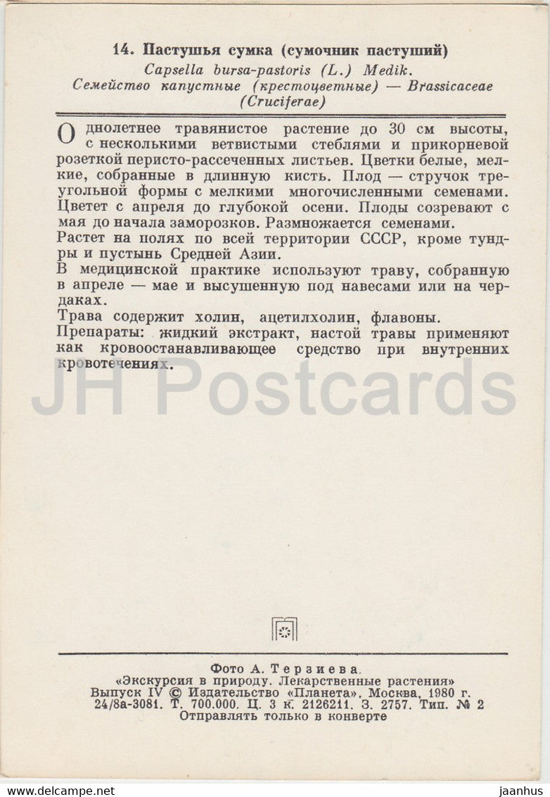 Shepherd's Purse - Capsella bursa-pastoris - Medicinal Plants - 1980 - Russia USSR - unused