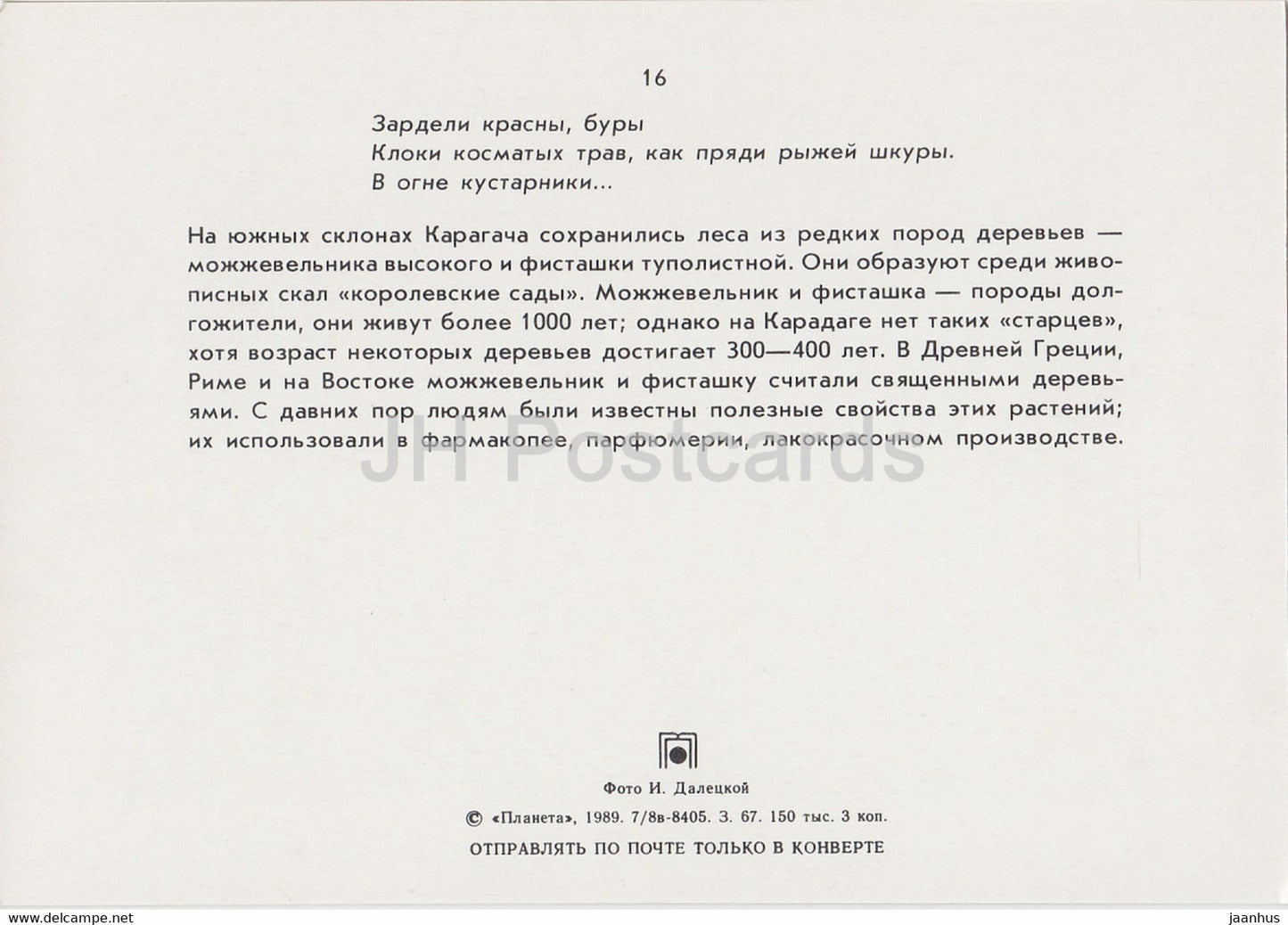 Karadag - Bäume - Krim - 1989 - Ukraine UdSSR - unbenutzt